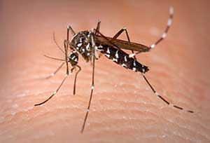 Mosquitoes spread Malaria and Dengue Fever