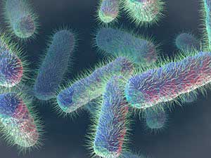 ecoli
